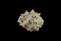 藏品(紫口岩螺)的圖片